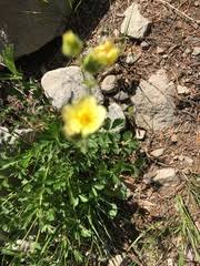 Image result for Brachythrix glomerata