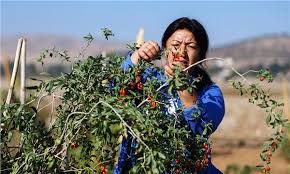 Goji Berry Hayatini Degistirdi Tarlasera
