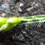 Image result for Urochloa eminii