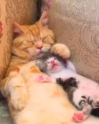 The Reason Why Cats Bring Dead Prey To Home To Show They Are Care Kittens Bring Care Cats Sevimli Kedi Yavrulari Sevimli Hayvan Yavrulari Komik Hayvan
