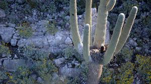 Their roots are shallow yet wide, growing only to 6. Bald Eagles Eaglets Found Nesting In Arms Of Arizona Cactus