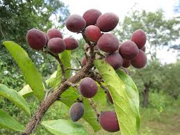 Image result for Maranthes