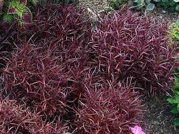Joseph s coat plant how to grow and care for alternanthera. Joseph S Coat Partytime Alternanthera Partytime Buy It Now Josephs Coat Container Plants Plants