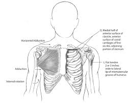 Athletes are particularly susceptible, but they're not the only. Https Www Kean Edu Jeadams Docs Kinesiology Kines Power Points Kines Chap 5 Pdf