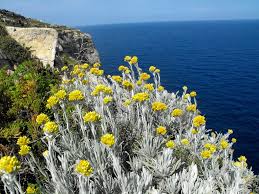 Image result for Helichrysum candolleanum