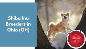 This beautiful luxury shiba inu is top their quality and really sets the bar high. 2 Shiba Inu Breeders In Ohio Oh Shiba Inu Puppies For Sale Animalfate