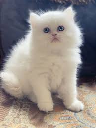 Beautiful Chloe!