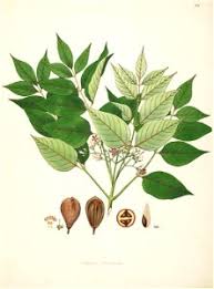 Image result for Hackelochloa