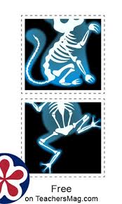 The Animals And Their X Rays Activity In 2020 Matching Activity Activities Preschool Activities