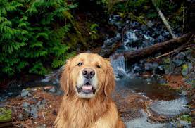 A reputable breeder of golden retrievers in vancouver washington and portland oregon. Golden Retriever Golden Retriever Puppy Golden Retriever Dog Greenery Woodland Forest Golden Retriever Photography Dogs Golden Retriever Retriever Puppy