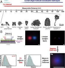 Use the scale to measure individual cells. Nanometer Accuracy Distance Measurements Between Fluorophores At The Single Molecule Level Pnas