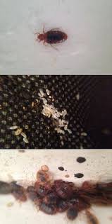 There are around 50 companies throughout gaithersburg to help you with your next general contractor services job. 10 Pests Ideas Bed Bugs Pests Pest Control
