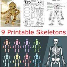 They are popular for learning anatomy, as halloween decorations, or just for fun! 9 Printable Skeleton Crafts Printables 4 Mom