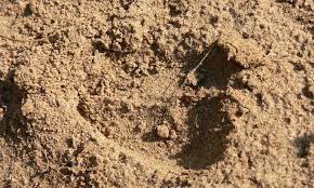 Improving Sandy Soil Amending It Right Epic Gardening Sandy Soil Planting In Sandy Soil Soil