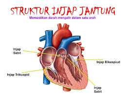 33 pengangkutan dalam tumbuhan melalui xilemdan floem daun batang akar. Bab 2 Peredaran Darah Dan Pengangkutan Ppt Download