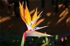 Birds Of Prey Flower Meaning Bird Of Paradise Plant Care Indoor And Outdoor Birds Of Paradise Backyard Garden Design Paradise Plant Birds Of Paradise Plant