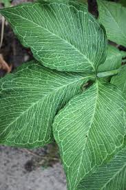 Flower structure consists of the spadix (jack) which is an erect spike containing. Arisaema Triphyllum Starburst White Flowering Plants Dry Shade Plants Plants