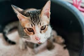 The best cat food for diarrhea gives your cat's gi tract a break, relieves inflammation, and allows the body to heal. Cat Poop Normal Problems Constipation Diarrhea And More
