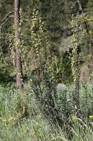 Image result for Polystachya tridentata