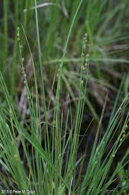 Image result for Carex mannii