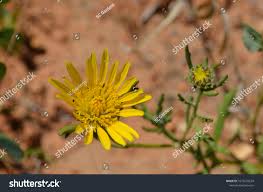 Image result for Hirpicium bechuanense
