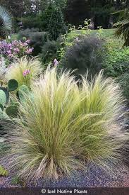 Image result for Nesaea ramosissima