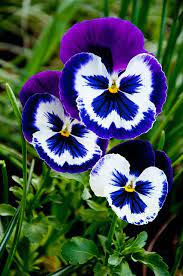 Pink Pansies Pansies Flowers Flower Seeds Flowers