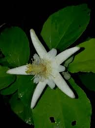 Image result for Grewia pachycalyx