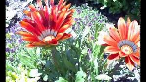 Image result for foto Gazánie