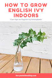 English Ivy Plant Care Tips Hedera Helix Pastel Dwelling Ivy Plant Indoor English Ivy Plant Hedera Helix