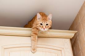 No wonder, the internet is flooded with cat videos. Why Cats Jump How To Control It Hill S Pet