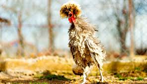 6 bantam silkie hens will need 1 rooster and 4 turkey hens as will be comfortable with 1 rooster. What The Peck How To Deal With Aggressive Chickens Hobby Farms