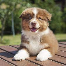 The breed's principal forebears were most likely spanish dogs that accompanied the basque shepherds and herds of fine merino sheep exported to both america and australia in the early days of the colonies. 1 Australian Shepherd Puppies For Sale In Chicago Il