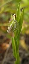 Image result for Polygala persicariifolia