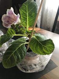 Purple Gloxinia Sinningia Speciosa Popular Houseplant 3 Pot House Plants Flower Care Strawberry Plants