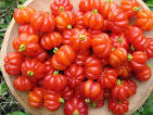 Growing Brazilian Cherry Trees -
