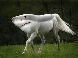 Morphed Animals Created Weird New Species In Funny Mashup Series Binatang Aneh Humor Hewan Humor Hewan Lucu