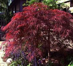 Wilson Bros Nursery S Profile Gardenality Dwarf Japanese Maple Japanese Maple Tree Japanese Maple Tree Dwarf
