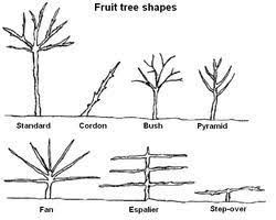 These trees have been grown for a substantial number of years to form this lovely shape that. Fruit Tree Forms Wikipedia
