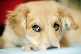 Corneal ulcers causes red and watery eyes, sensitivity to light, squinting, rubbing the eyes with a paw, a film over the eye, and discharge from the eye. Bloodshot Eyes In Dogs Common Causes Canna Pet