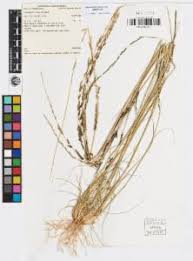 Image result for Sporobolus natalensis