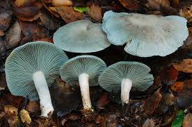 Image result for Clitocybe multiceps