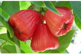 Foto buah jambu kristal yang cocok untuk menghiasi background anda. 5 Jenis Buah Jambu Yang Ditemukan Di Indonesia Apa Bedanya