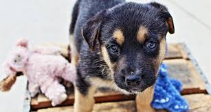 Remember, one person may not be able to change the world, but one person can change the life of an adopted animal forever! Adoptable Dogs Brandon Humane Society