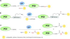 Search, find, compare suppliers for alexa fluor® 594 mouse igg2a, κ isotype control products. Recent Progress In Enzymatic Protein Labelling Techniques And Their Applications Chemical Society Reviews Rsc Publishing