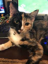 33.2k reads 2.4k votes 18 part story. My Sweet Kitten Bella Cats