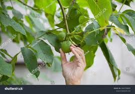 Image result for Walnut blight