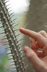 We did not find results for: Men S Hands Touch The Cactus Needles Checking Humidity In The Stock Photo Picture And Royalty Free Image Image 138800988