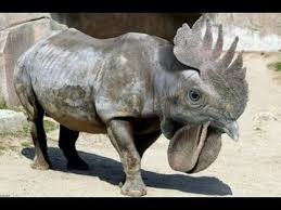 Funny pets and wild animals. Most Amazing Hybrid Animals Full Gallery Funny Cute Scary And Weird Photoshop Morphs Animals Youtube