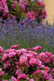 We did not find results for: Flower Carpet Pink Groundcover Rose